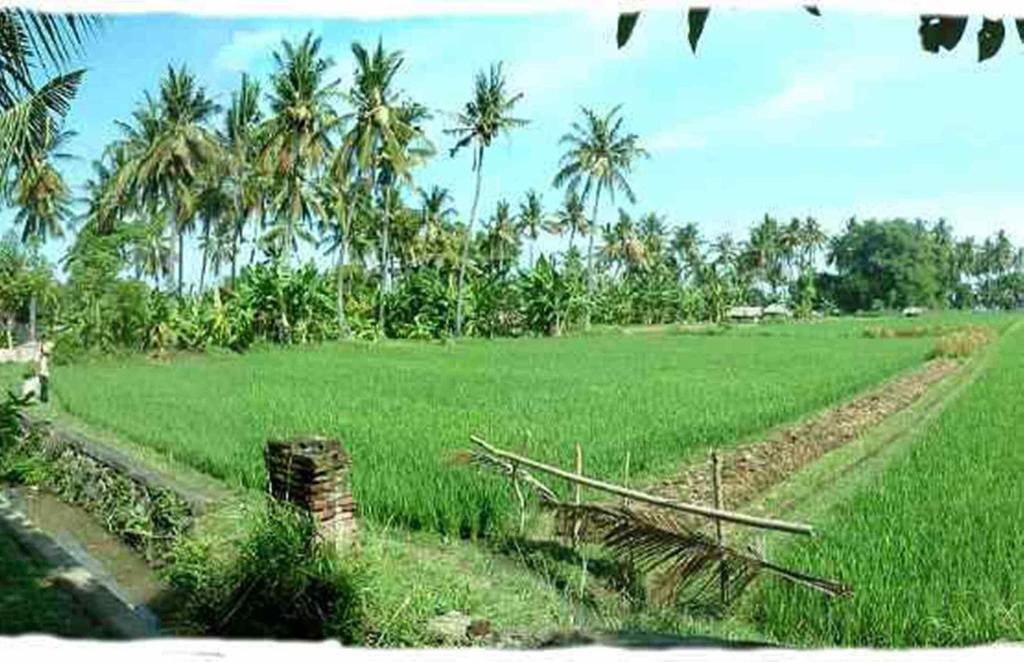 Sawah Lovina Hotell Exteriör bild