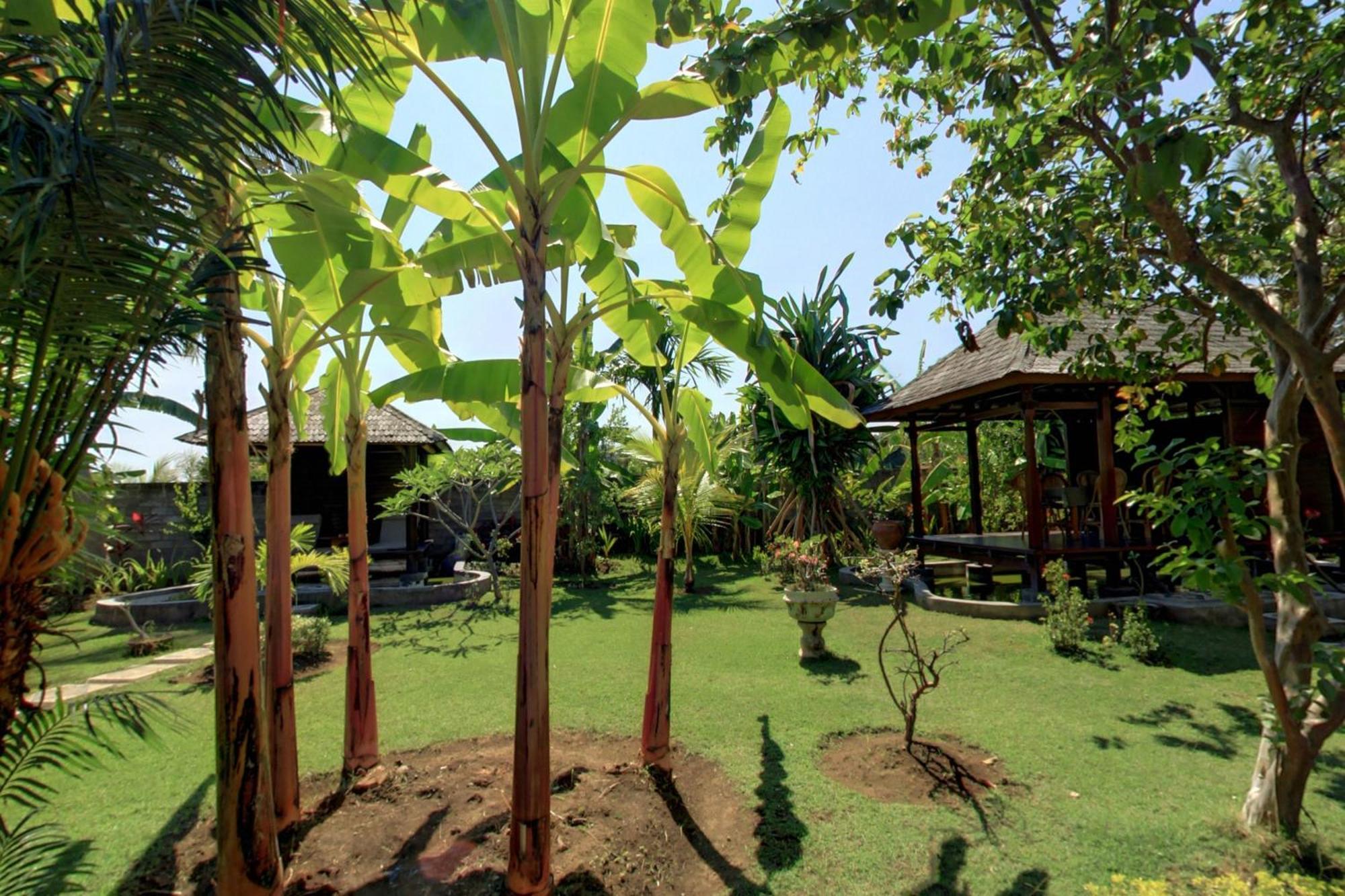 Sawah Lovina Hotell Exteriör bild